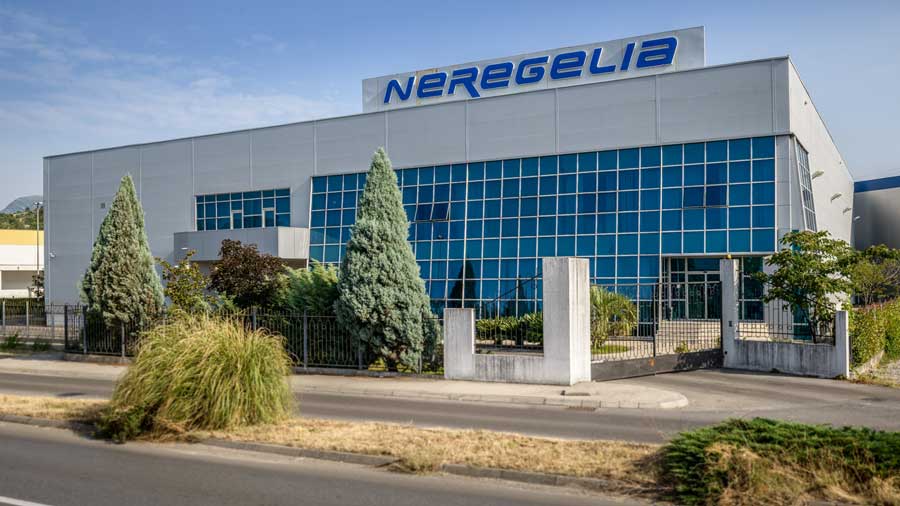Neregelia