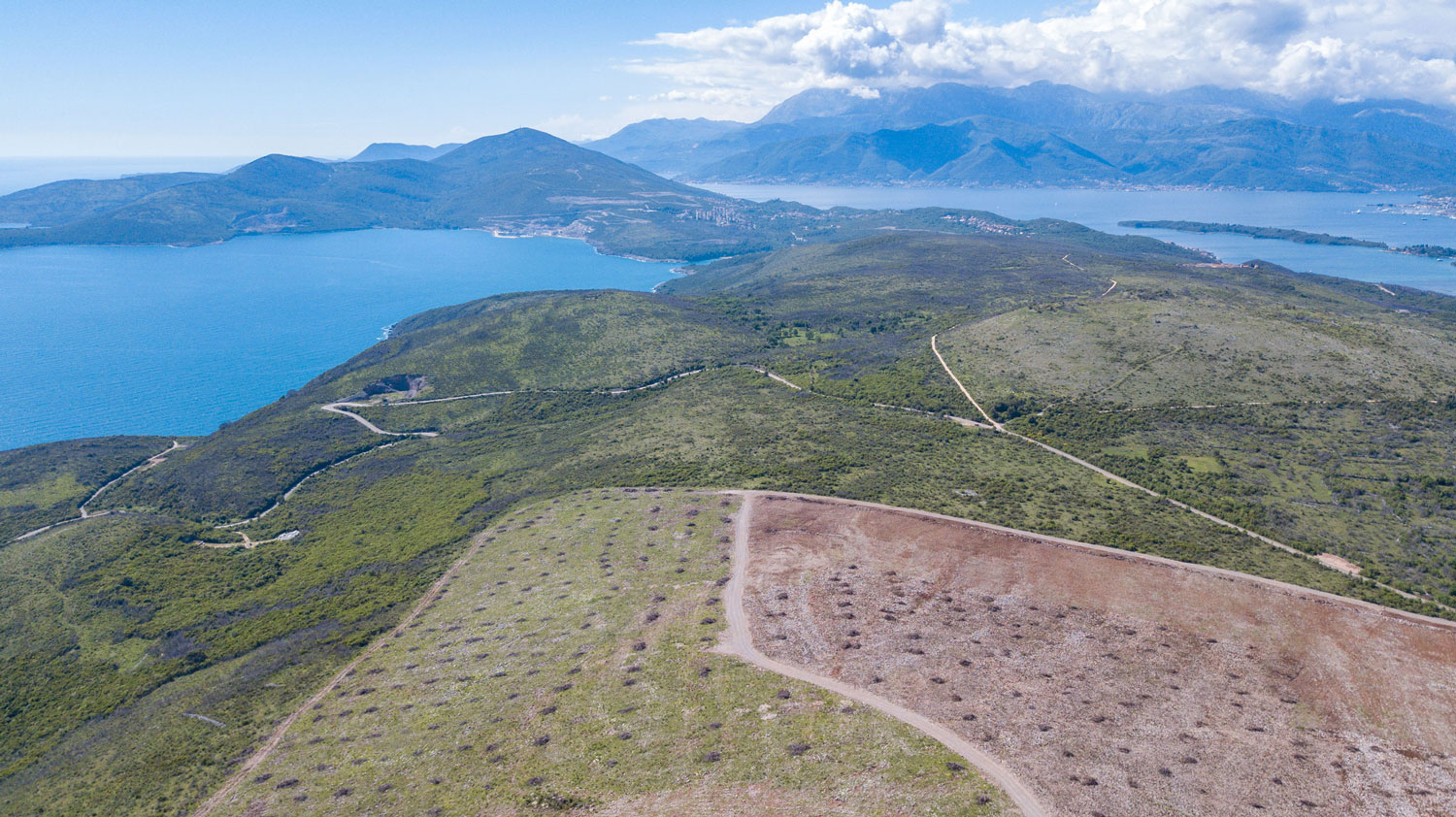 First Spanish olive trees planted on Montenegrin soil